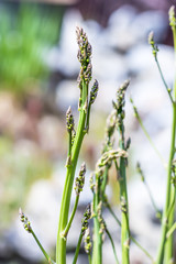 Asparagus officinalis young shoots