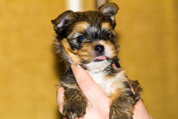 Puppy Yorkshire terrier sits on female hands
