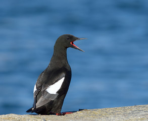 Black Guillemot calling