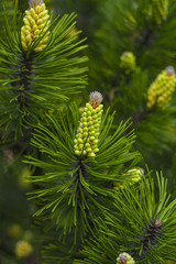 Plakat needles and cones on pine