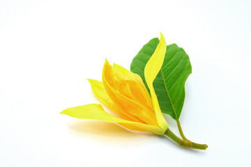 White Champaka on white background