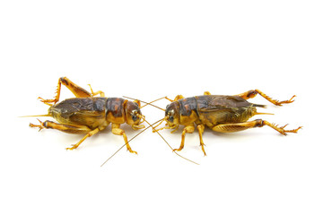 Gryllidae ,Orthoptera isolated on white background