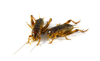 Gryllidae ,Orthoptera isolated on white background