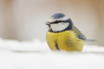 Obraz premium Blue Tit in the Snow