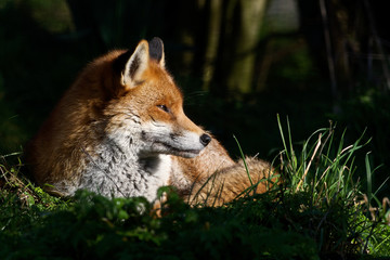 Naklejka na ściany i meble Red Fox - British Wildlife Centre