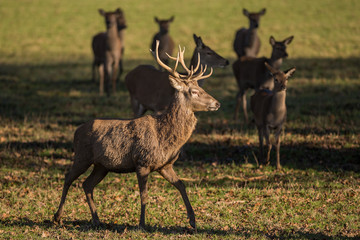 Red Deer - British Wildlife Center