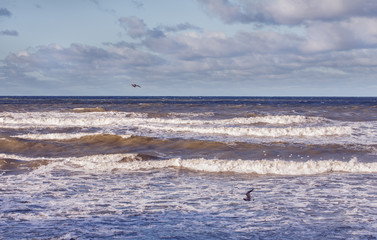 stormy winter Baltic sea with flying seagulls