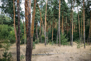 Landscape, green pine forest, nature