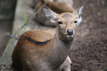 Naklejka na ściany i meble 奈良公園　鹿と紅葉