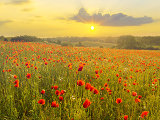 Fototapeta na wymiar Red poppies in the light of the setting sun.Spring nature Spring