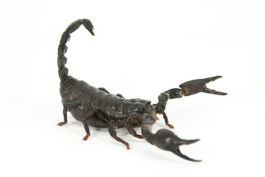 Scorpion females on white background