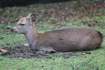 奈良公園　鹿と紅葉