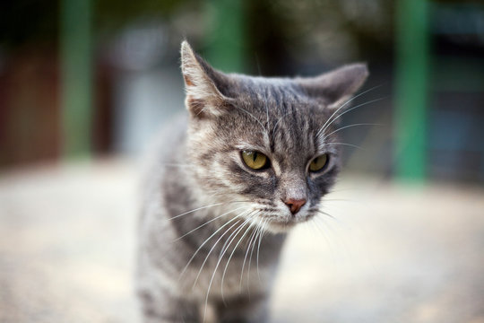 gray cat looking forward