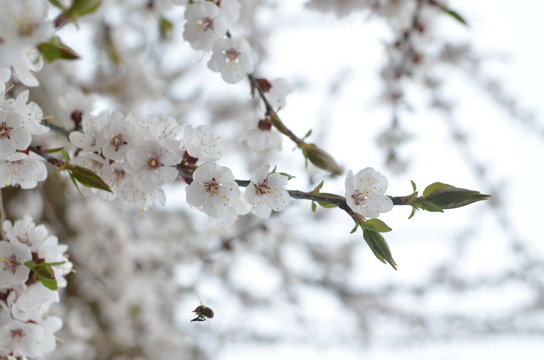 Blossoming apricot tree branch