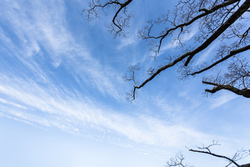 Branch blue sky