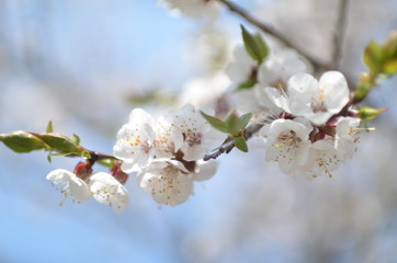 Apricot tree in bloom
