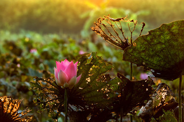 Lotus flower © sushi7688