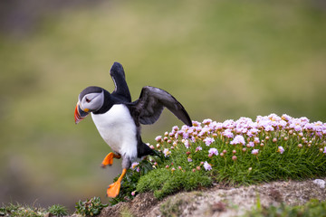 Puffin hopping