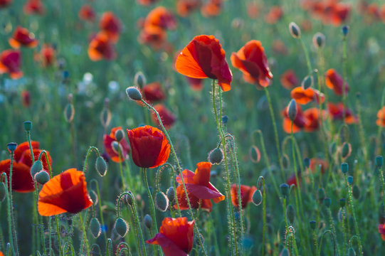 Red poppies in the light of the setting sun.Spring nature Spring