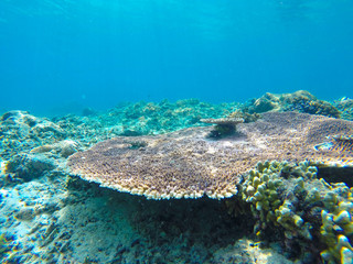Underwater sunbeams through the water surface viewed from the seabed on a reef of the sea, natural scene
