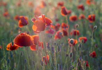 Obraz premium Red poppies in the light of the setting sun.Spring nature Spring