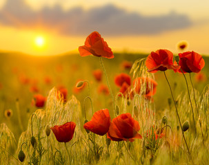 Fototapeta na wymiar Red poppies in the light of the setting sun.Spring nature composition