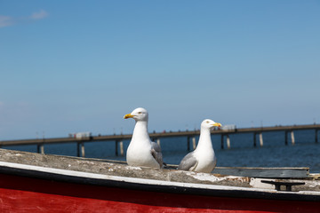Two seagulls pose on fishing boat