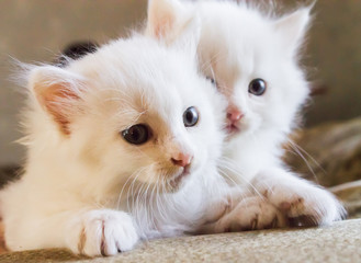 Two white fluffy kitten closeup