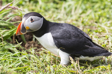 Puffin