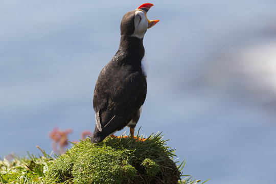 Puffin squawk