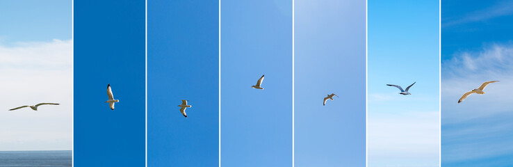 Flying seagulls in different irections composition