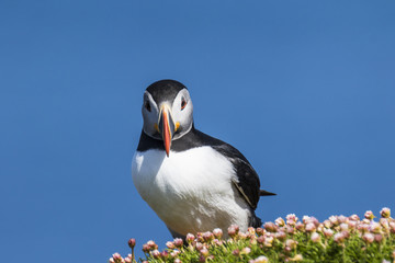 Puffin on flowers