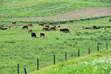 Grazing Cattle