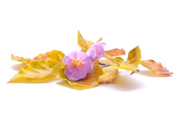 Fototapeta na wymiar Violet Crocus and colorful leaf