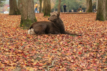 奈良公園　鹿と紅葉