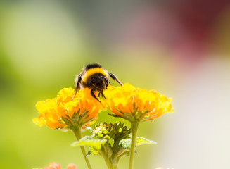 Bumblebee collecting pollen