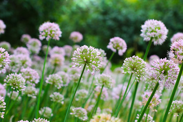 Wild white flowers on  green meadow