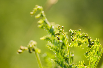 Beauty of Mountain Nature