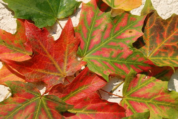 Autumn Colors: Maple leaves