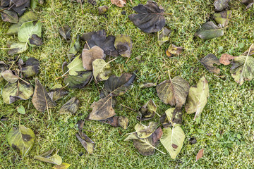 detail of leaves with hoar frost
