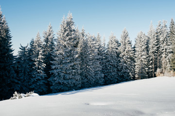 Fototapeta premium Fabulous winter forest where many fir-trees and pines