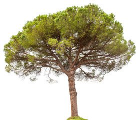  pin parasol sur fond blanc  © Unclesam