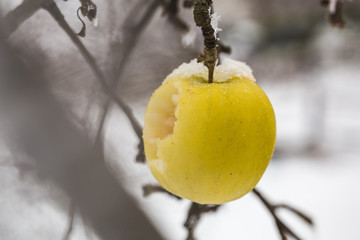 Apple weighs on the branches in the snow