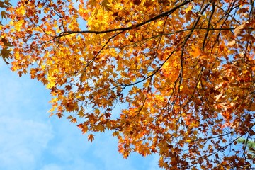 日本の楓の紅葉