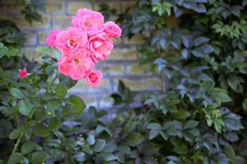 Rose on a blurred background of ivy leaves