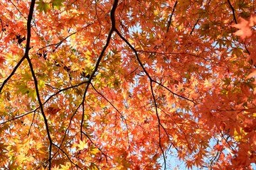 日本の楓の紅葉