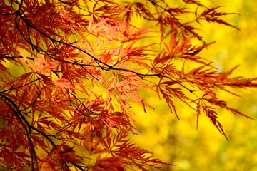 日本の楓の紅葉