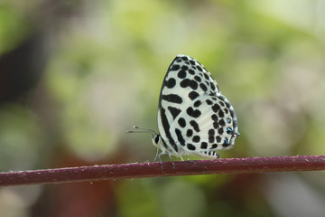 Butterfly in Thailand and Southeast Asia.