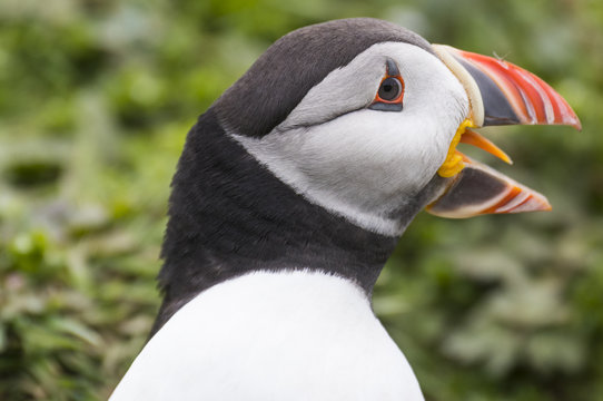 Puffin squawk