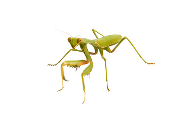 Female Praying Mantis